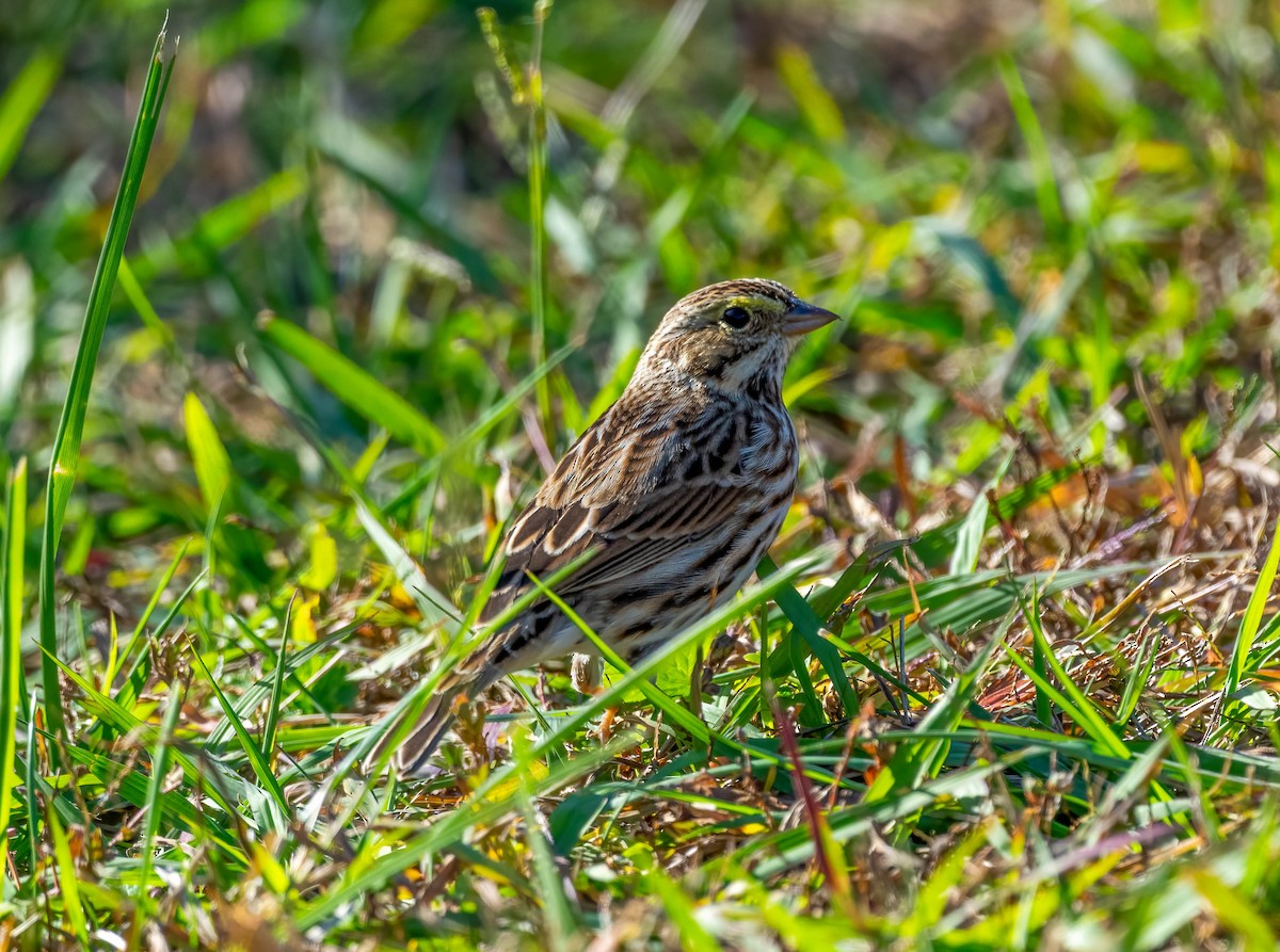 Savannah Sparrow - ML644684505