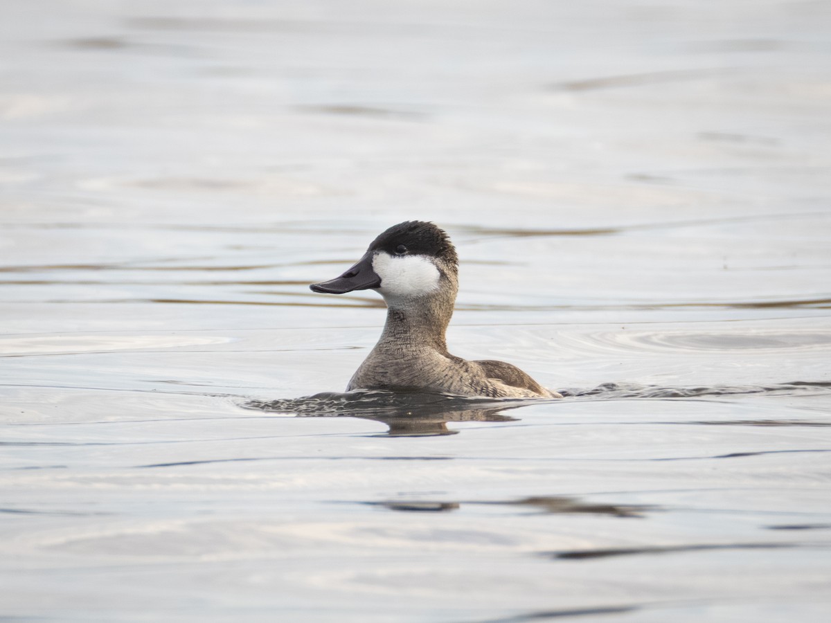 Савка американська - ML644684509