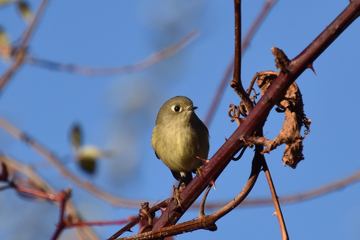 Rubingoldhähnchen - ML644684517