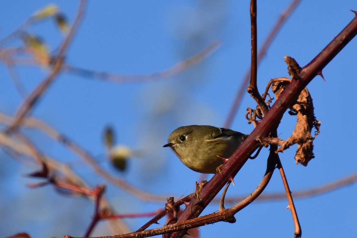 Rubingoldhähnchen - ML644684518