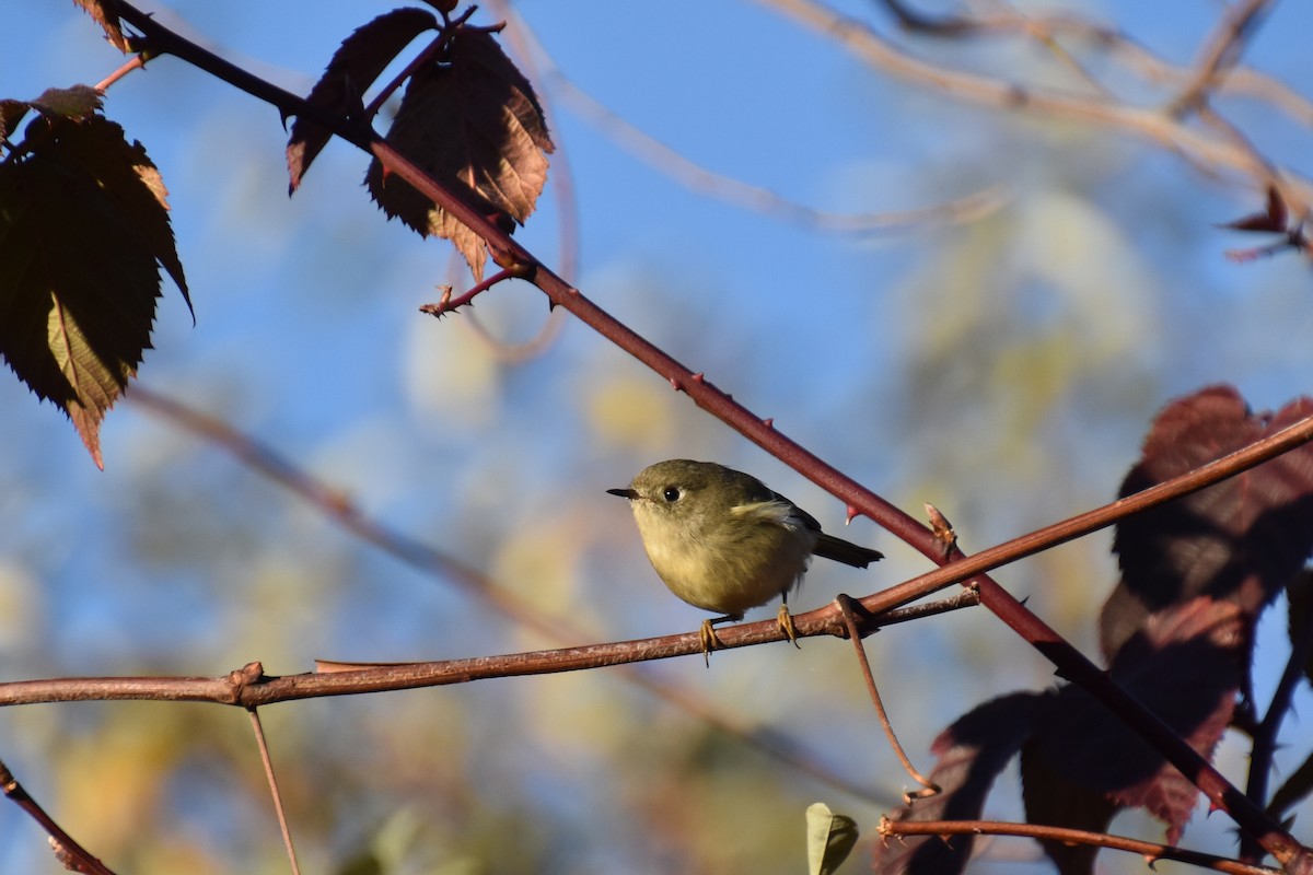 Rubingoldhähnchen - ML644684519