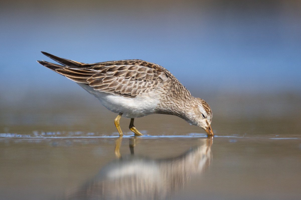 Побережник арктичний - ML644684520