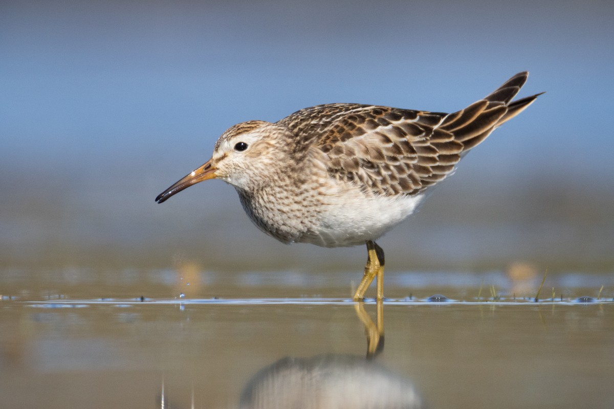 Побережник арктичний - ML644684521