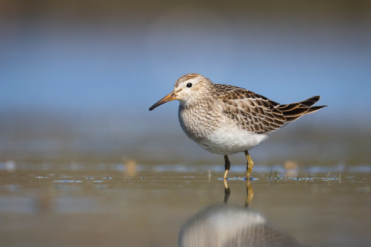 Побережник арктичний - ML644684522