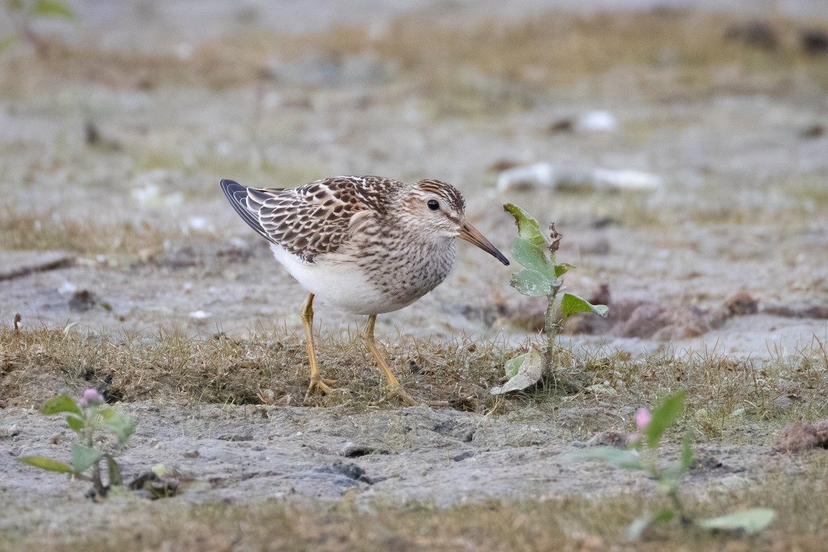 Побережник арктичний - ML644684523