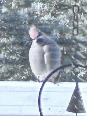 キレンジャク - ML644684530