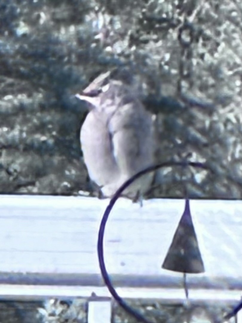 キレンジャク - ML644684531