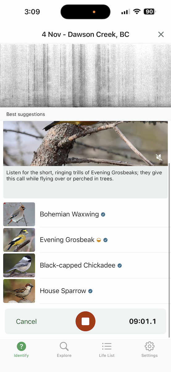 キレンジャク - ML644684532