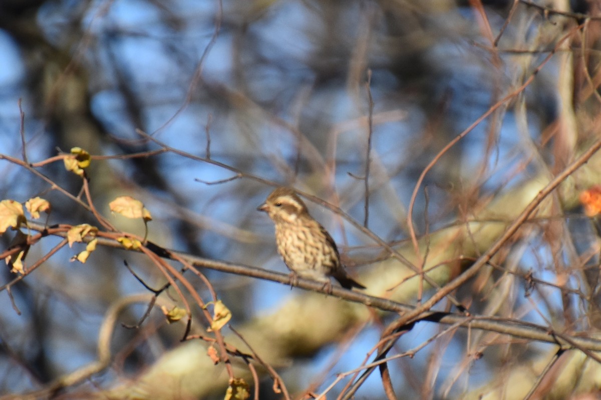 Purpurgimpel - ML644684534