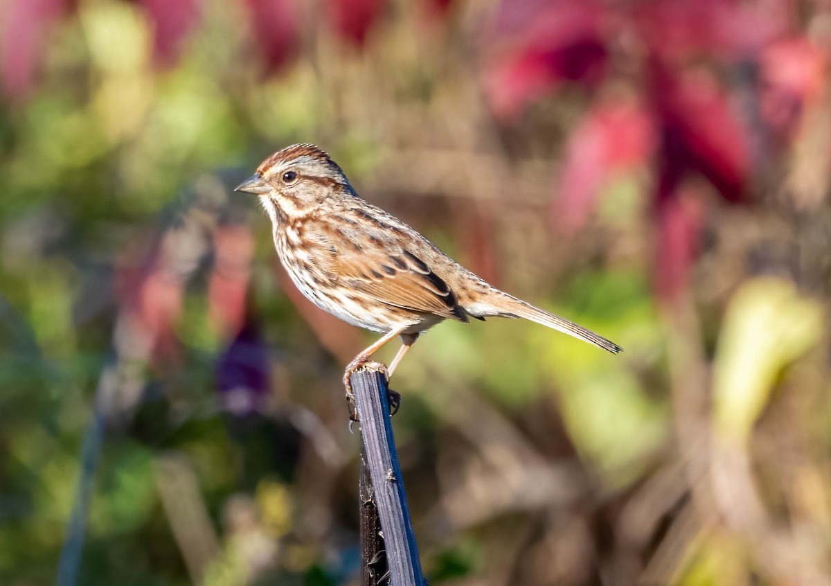Song Sparrow - ML644684536