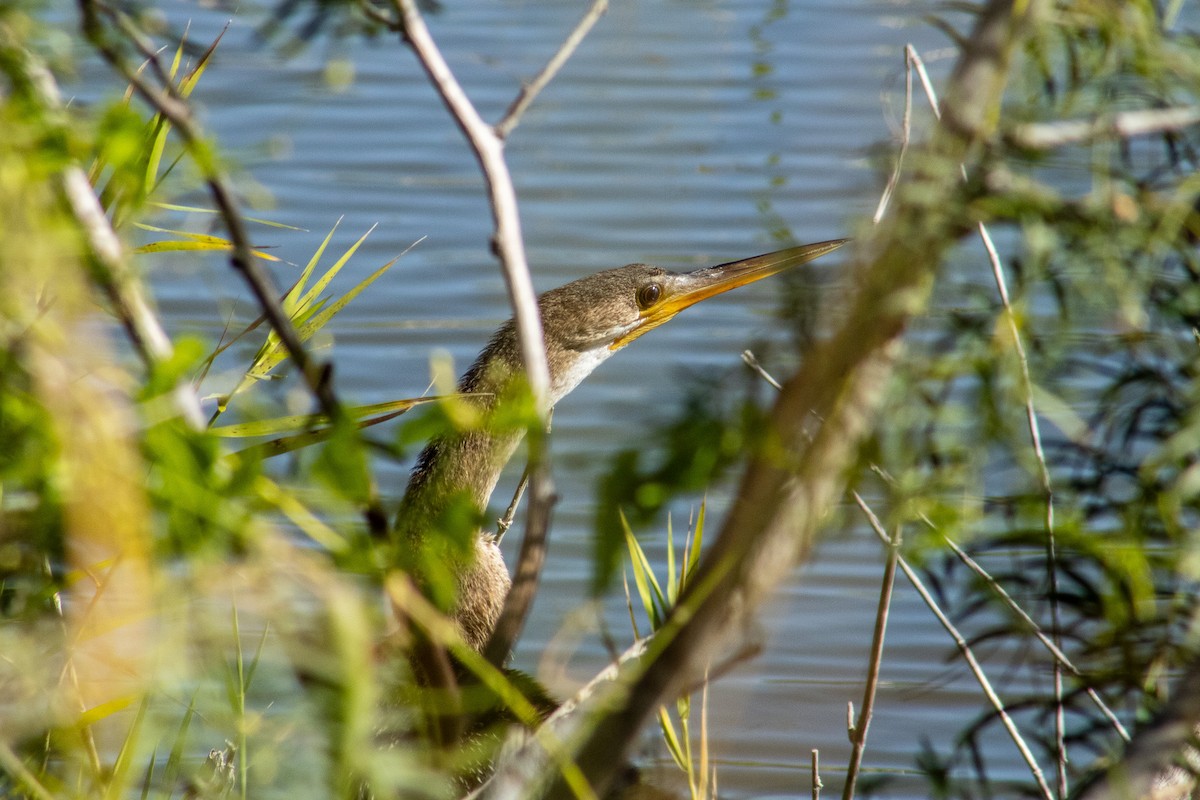 Anhinga - ML644684537