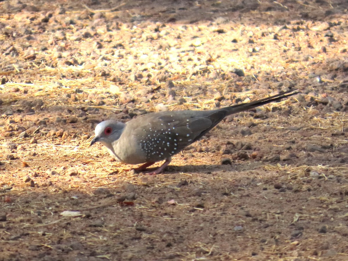 Usapal diamantekara - ML644684538