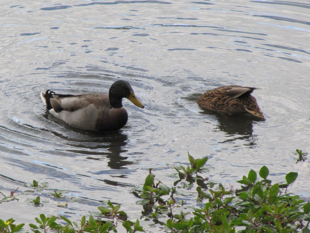 stokkand - ML644684540