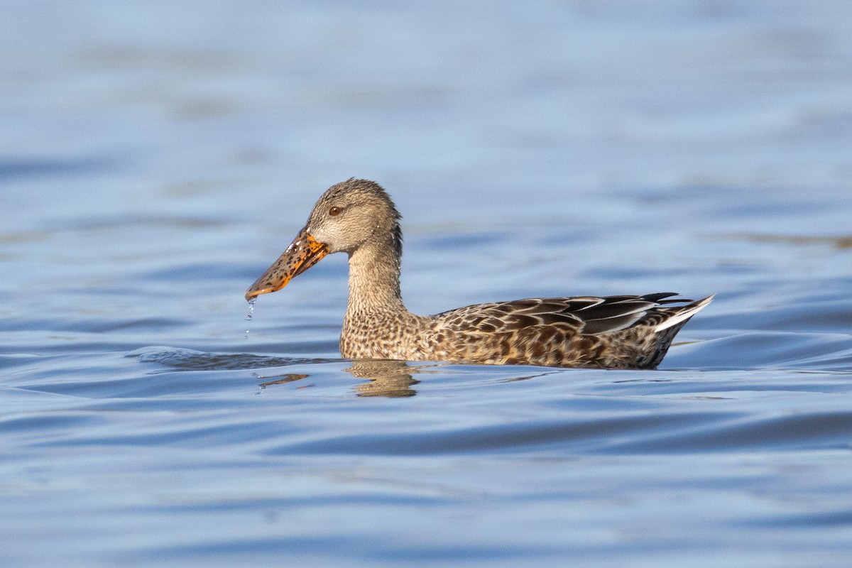 Northern Shoveler - ML644684541