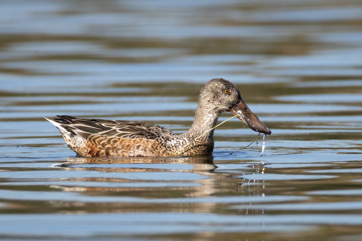Northern Shoveler - ML644684543