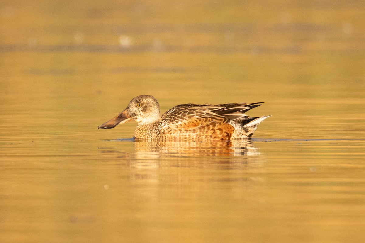 Northern Shoveler - ML644684545