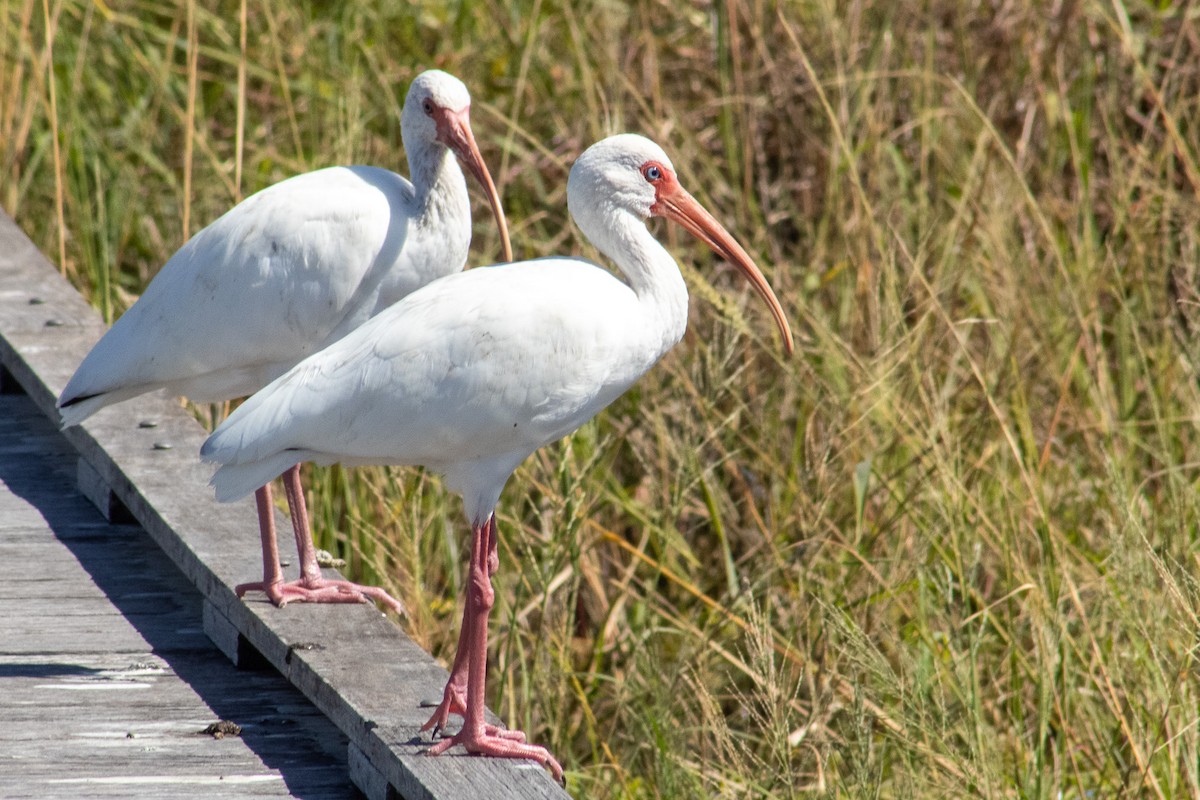 Ak Aynak - ML644684547