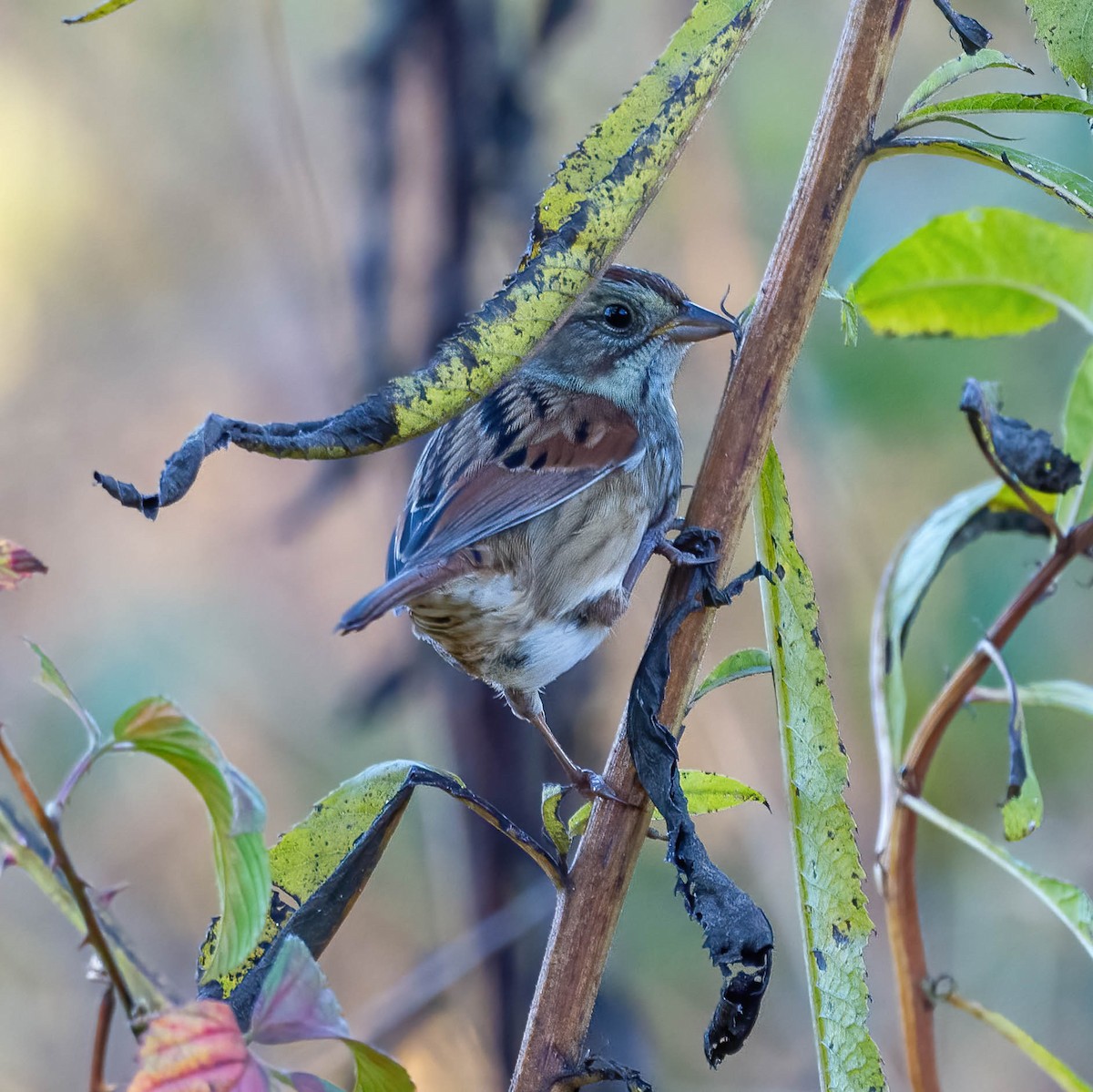 Swamp Sparrow - ML644684550
