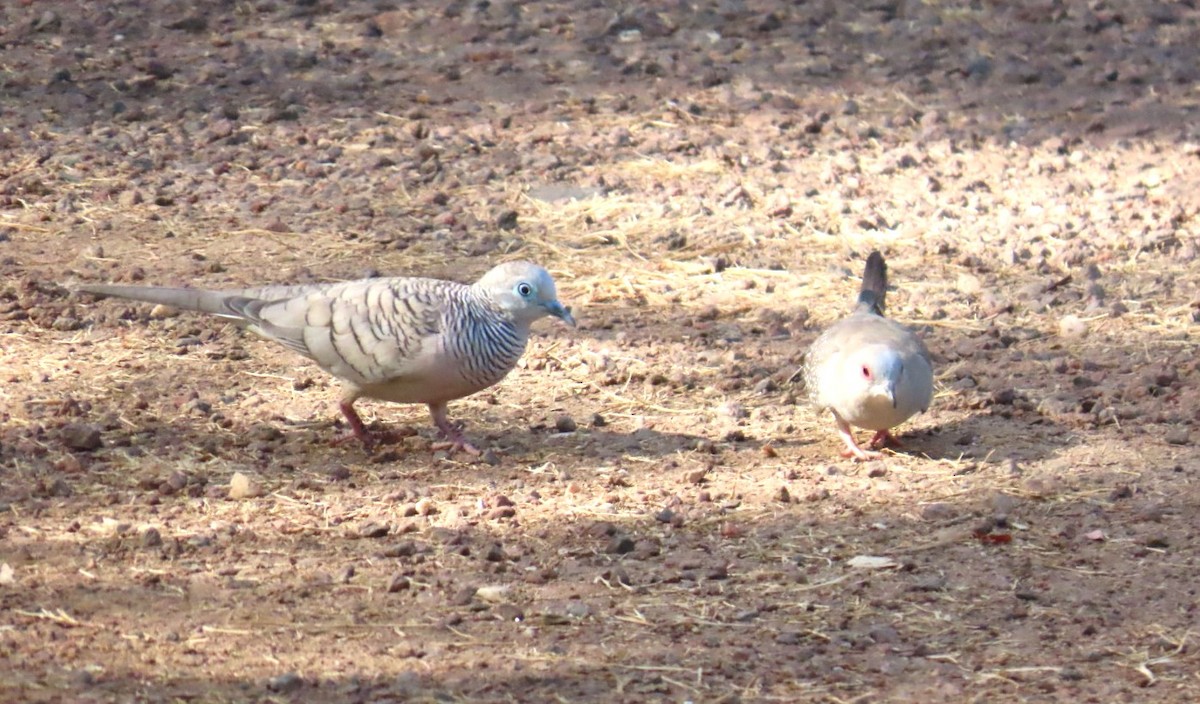 Peaceful Dove - ML644684554