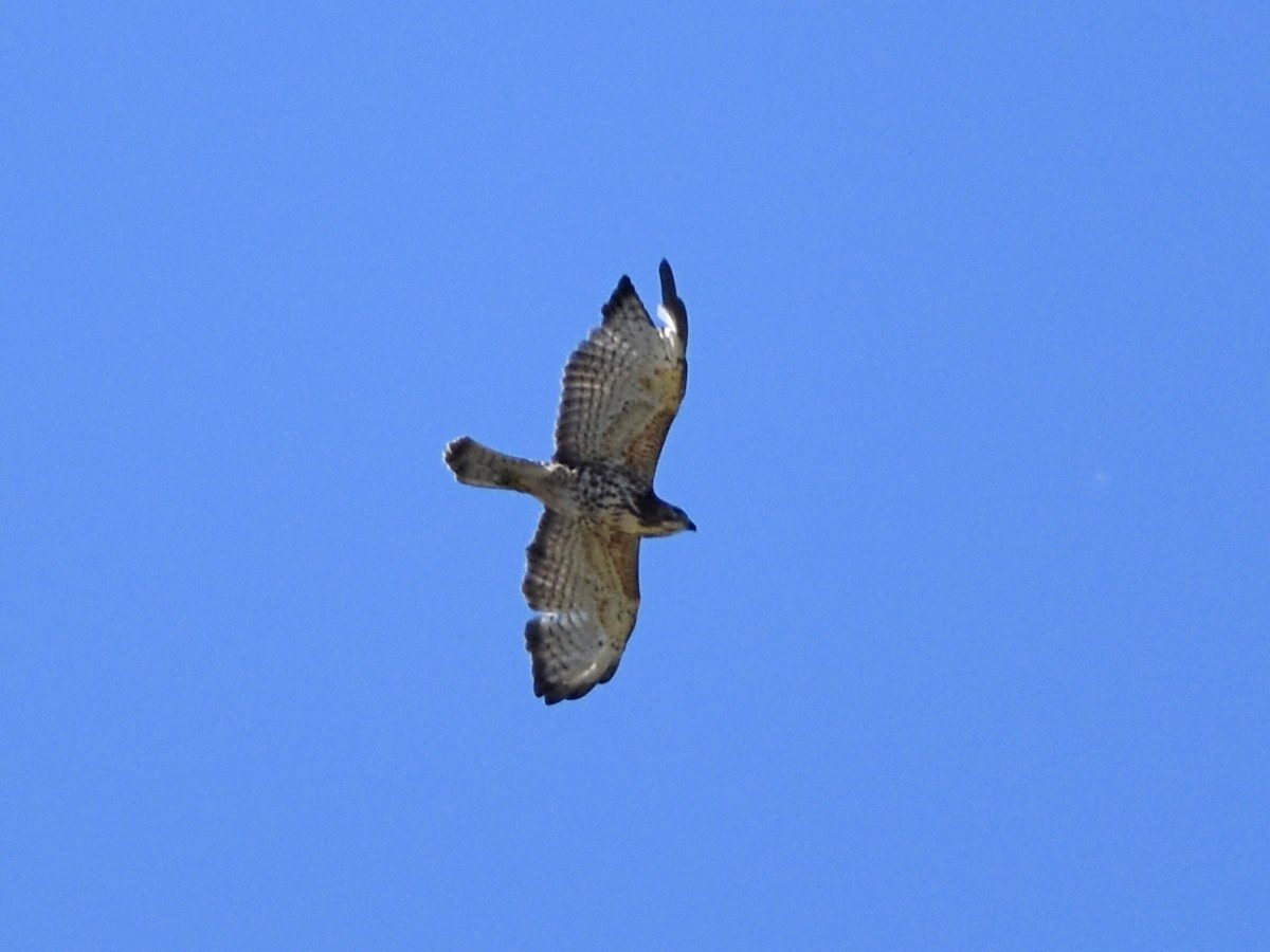 káně širokokřídlá - ML644684555