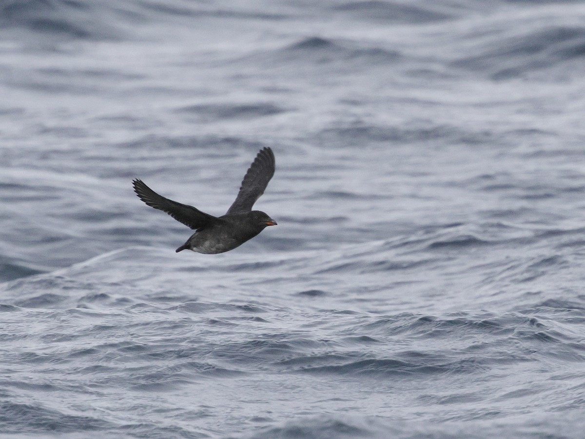 Rhinoceros Auklet - ML644684556