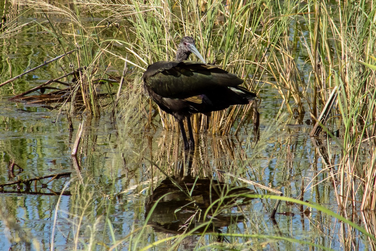 White-faced Ibis - ML644684560