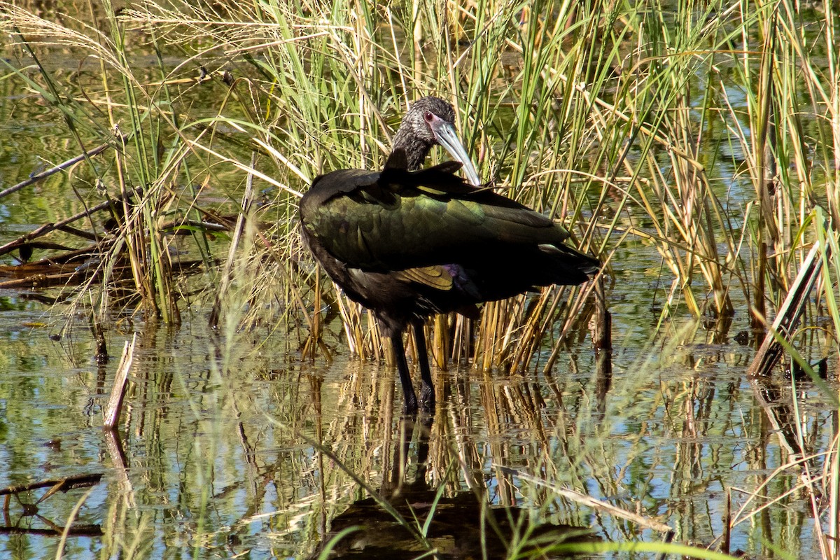White-faced Ibis - ML644684561