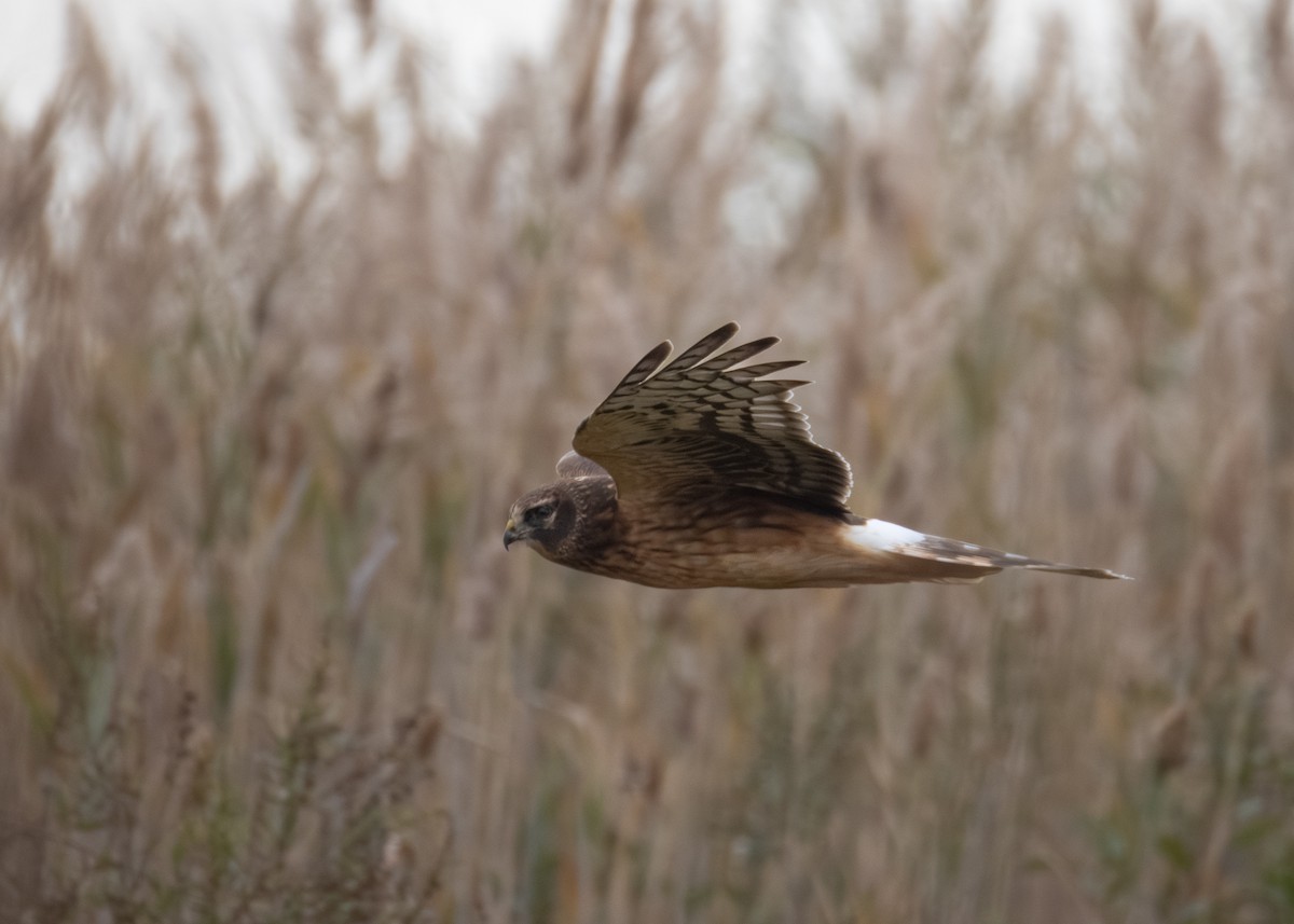 Northern Harrier - ML644684569