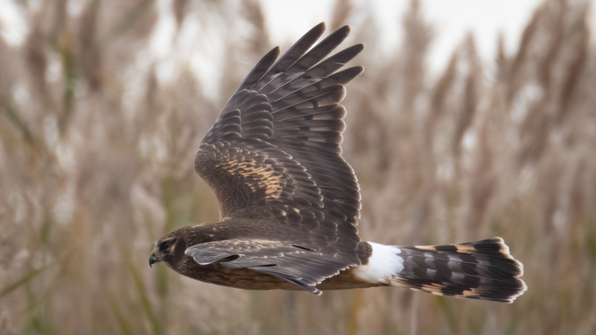 Northern Harrier - ML644684570
