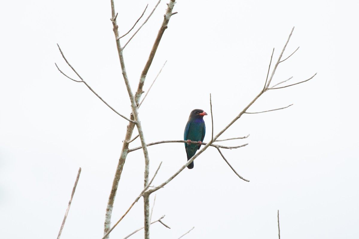 Dollarbird - ML644684574