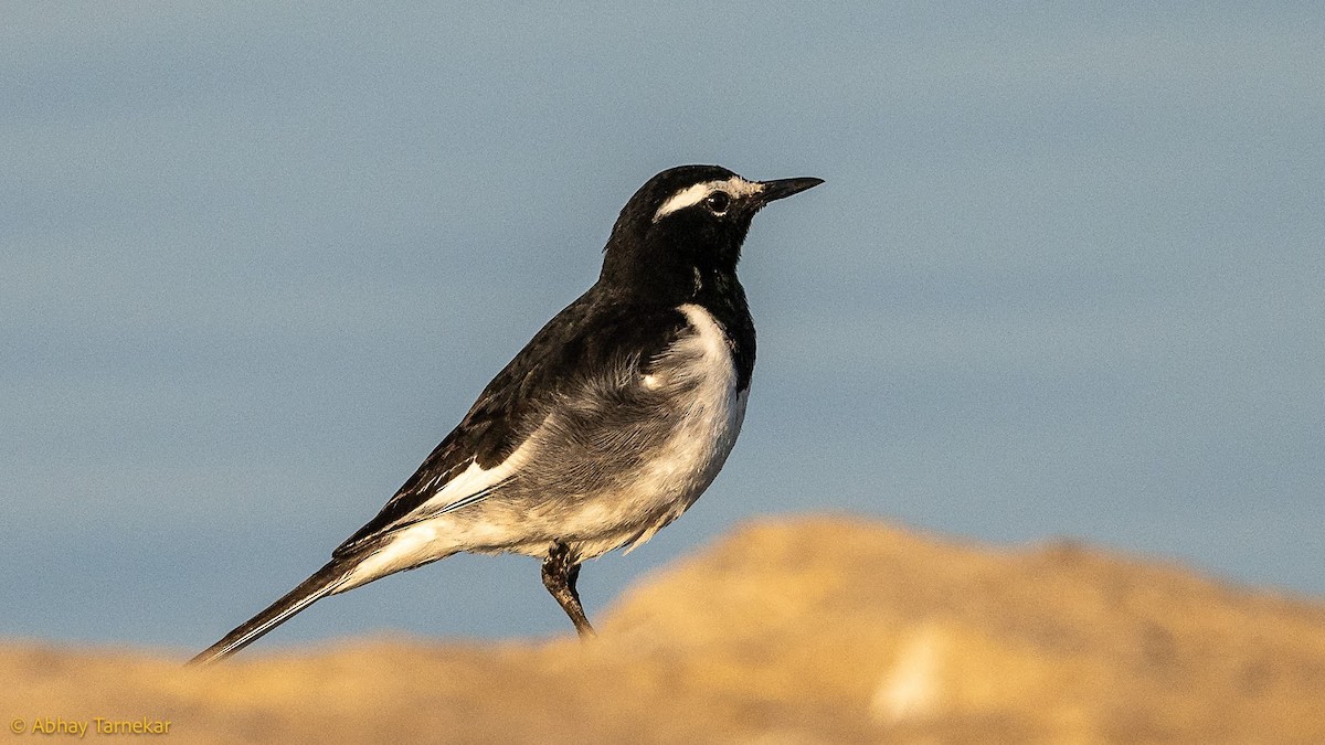 Bergeronnette indienne - ML644684576