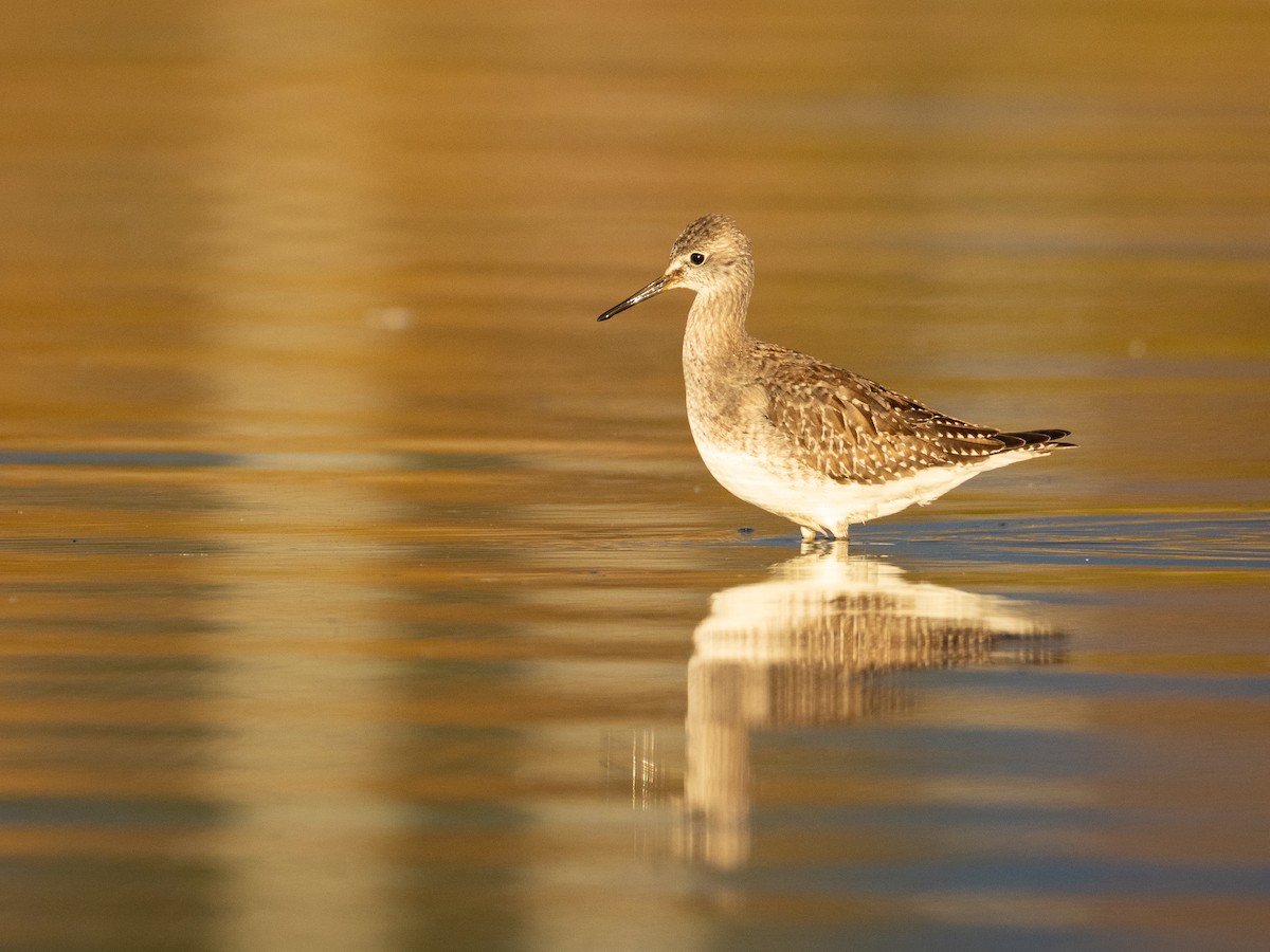Lesser Yellowlegs - ML644684577