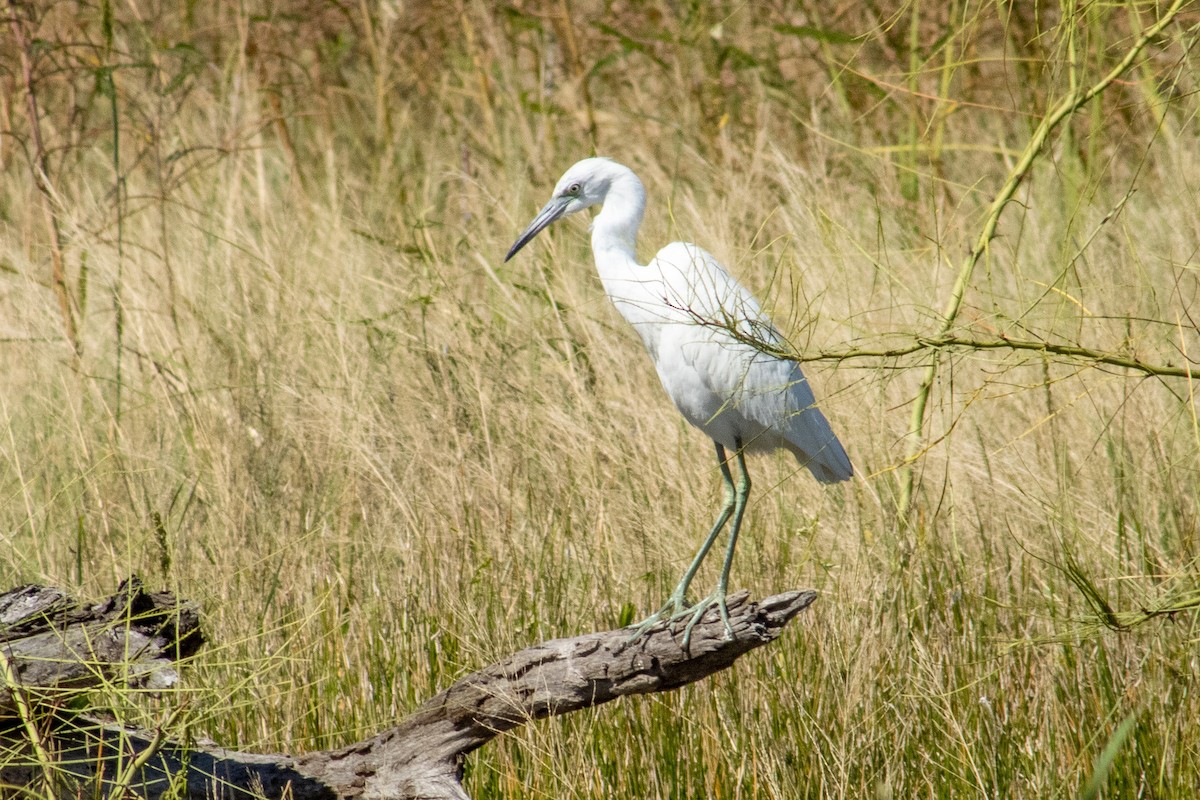 Little Blue Heron - ML644684579