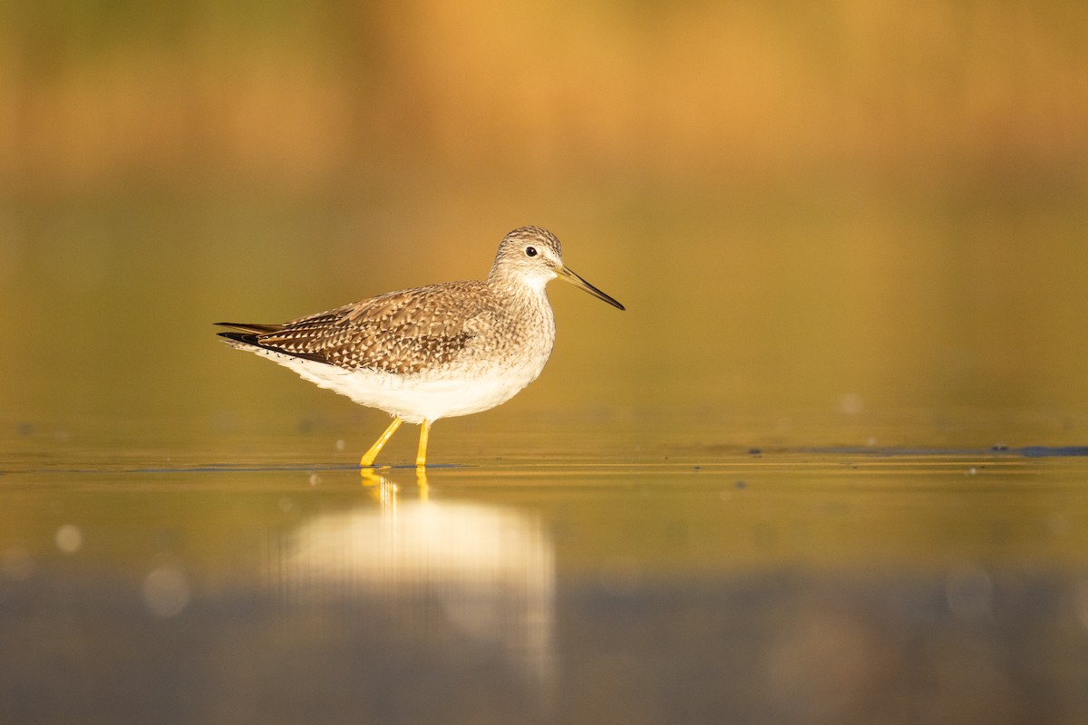Greater Yellowlegs - ML644684581
