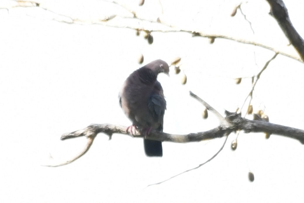 Sarı Gagalı Kızılca Güvercin - ML644684582