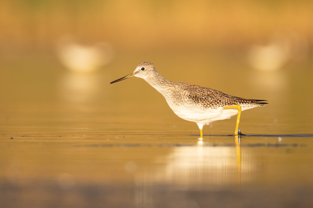 Greater Yellowlegs - ML644684588