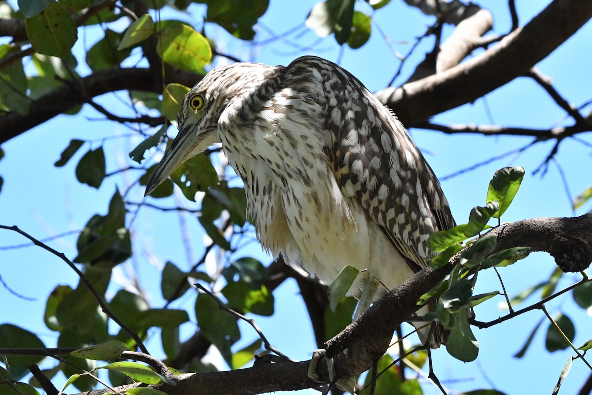 nankinghegre - ML644684591