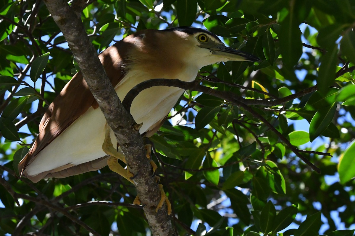 nankinghegre - ML644684592