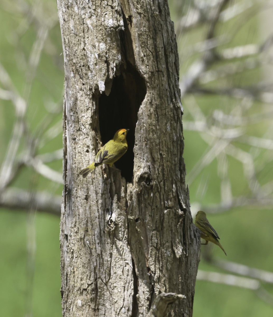 Zuckervogel [luteola-Gruppe] - ML644684599