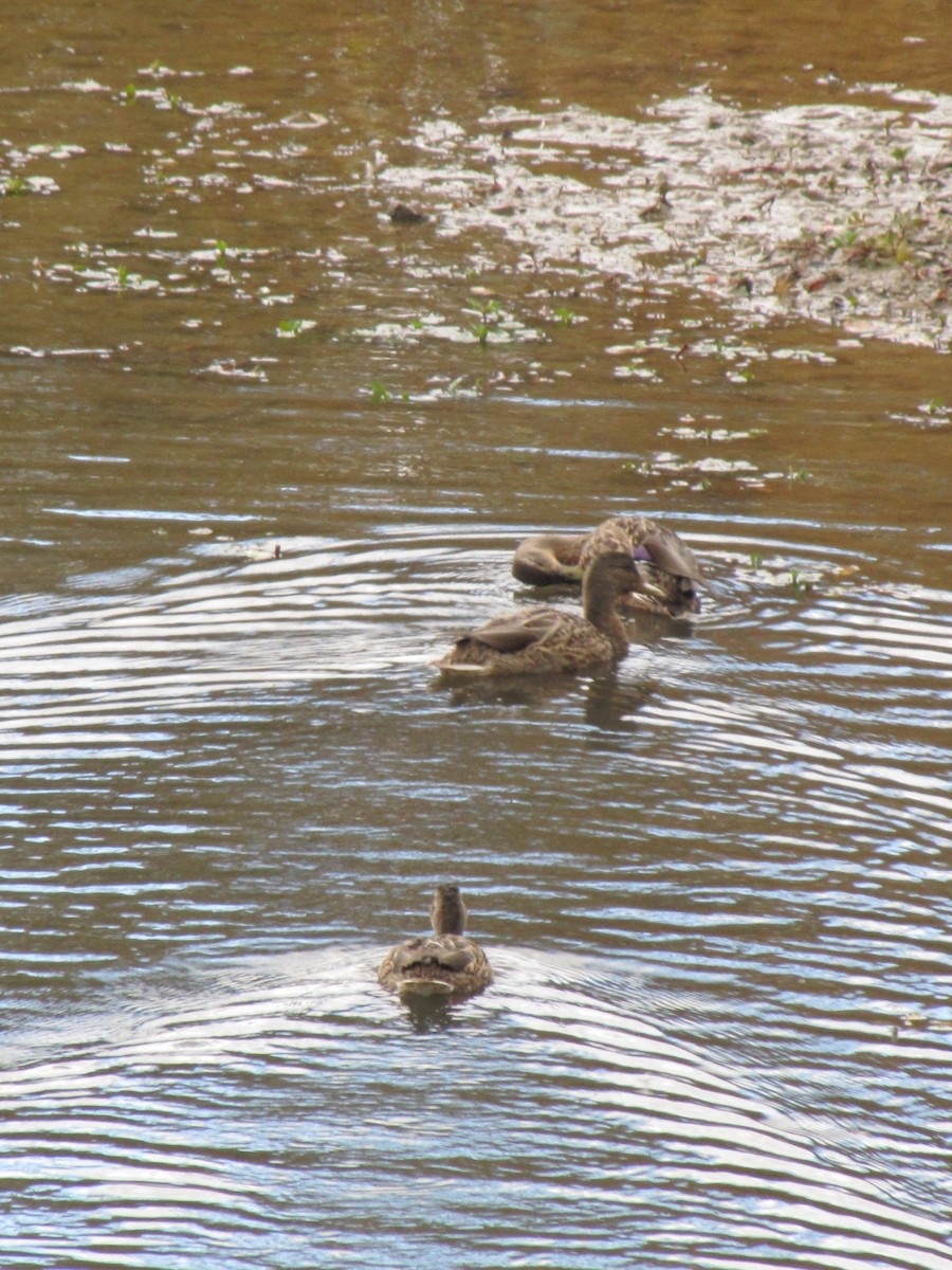 stokkand - ML644684600