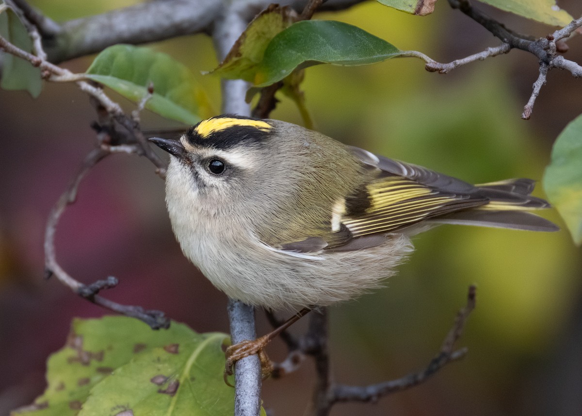 Golden-crowned Kinglet - ML644684604