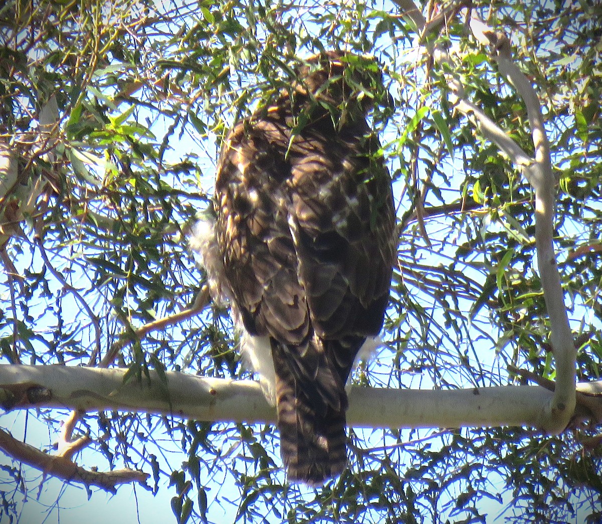 Rotschwanzbussard (calurus/alascensis) - ML644684605