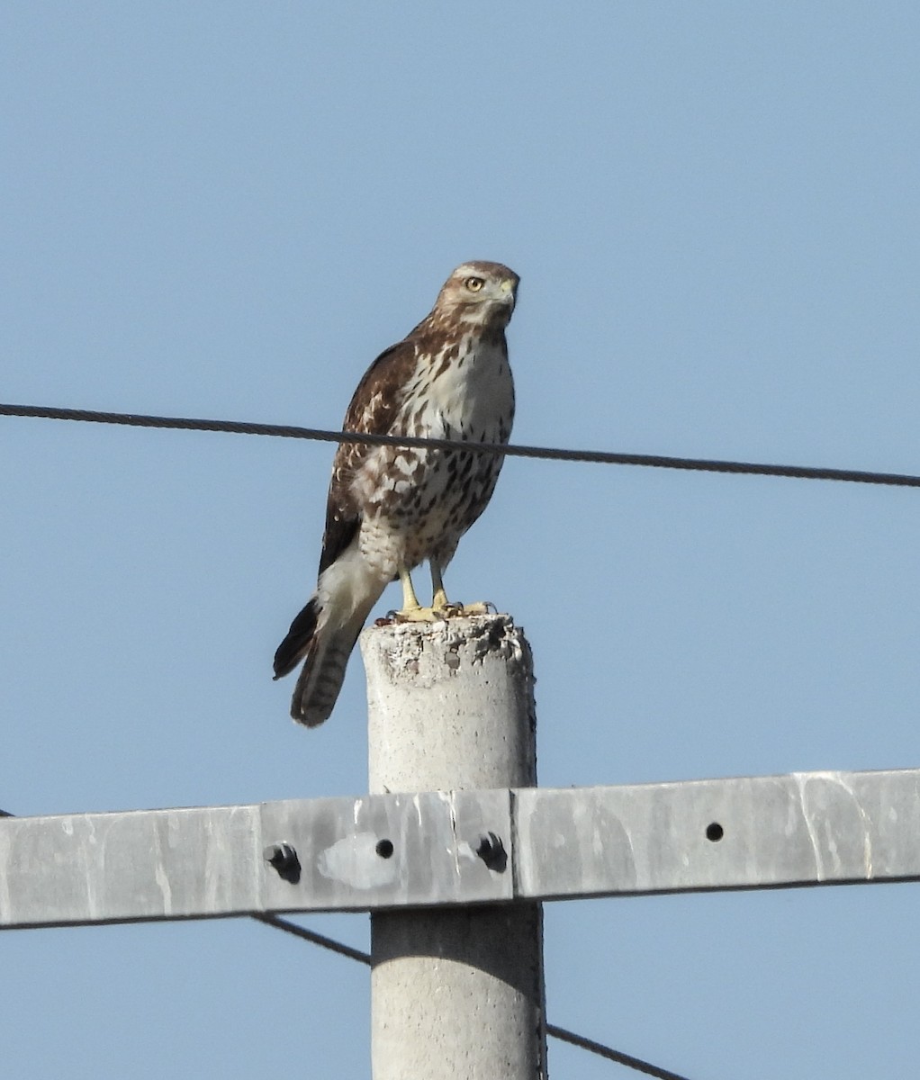 Red-tailed Hawk - ML644684610