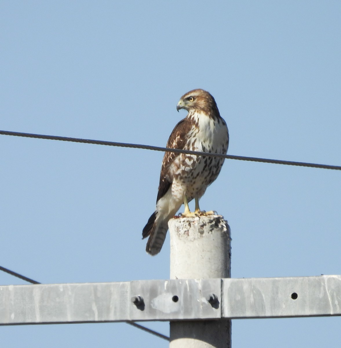 Red-tailed Hawk - ML644684612