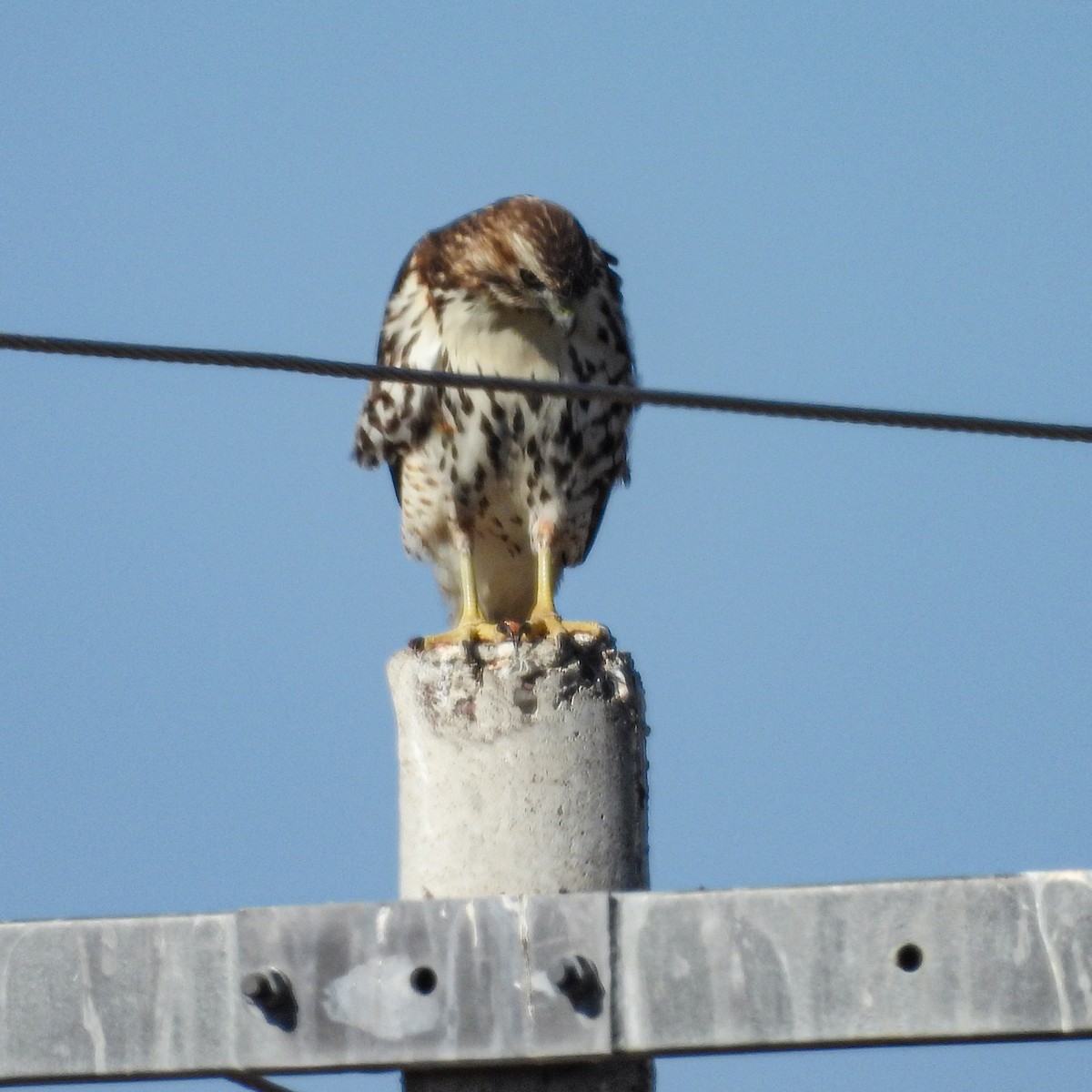 Red-tailed Hawk - ML644684613