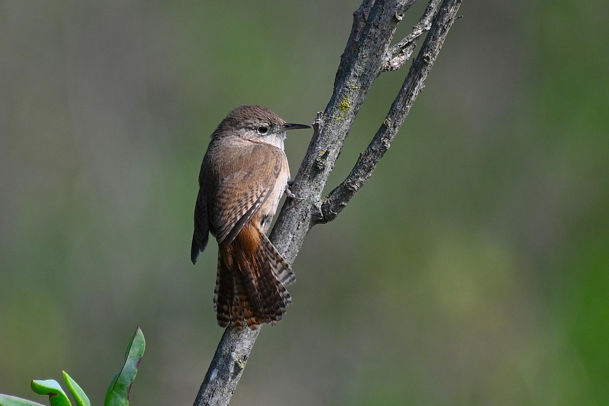 Southern House Wren - ML644684614