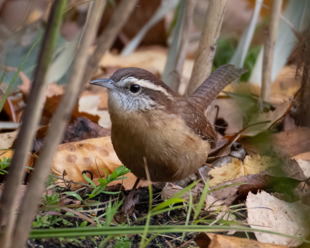 Carolina Wren - ML644684624