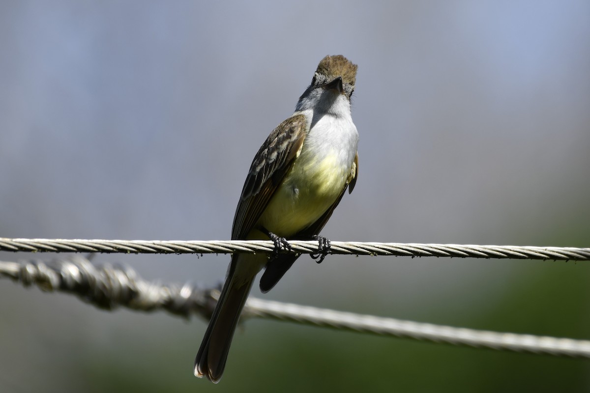 Копетон блідий - ML644684626