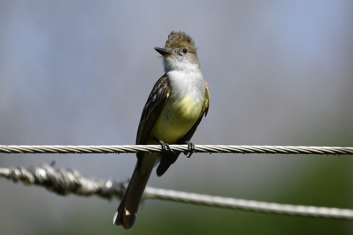 Копетон блідий - ML644684628