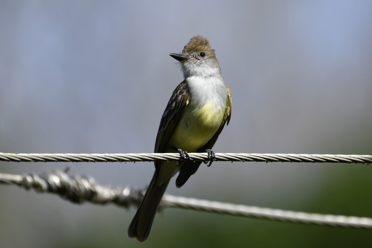 Копетон блідий - ML644684629